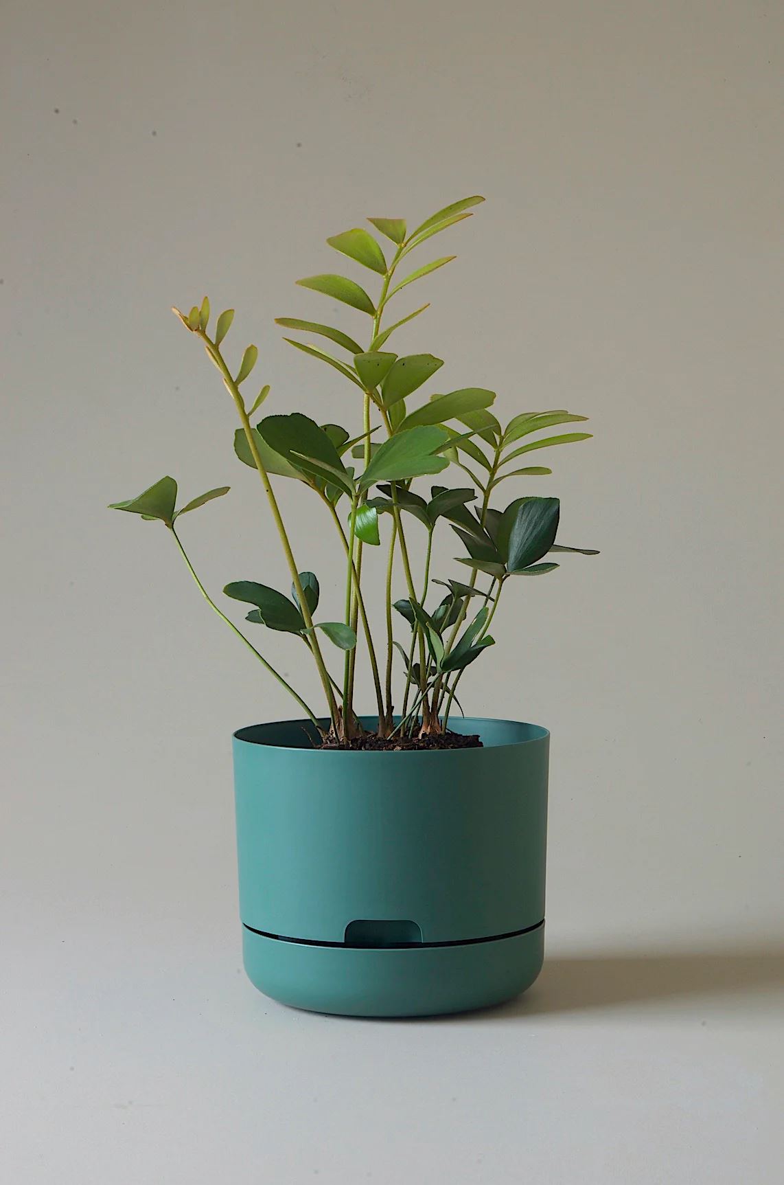 Mr Kitly - Self Watering Dark Moss 215mm Plant Pot - Third Drawer Down